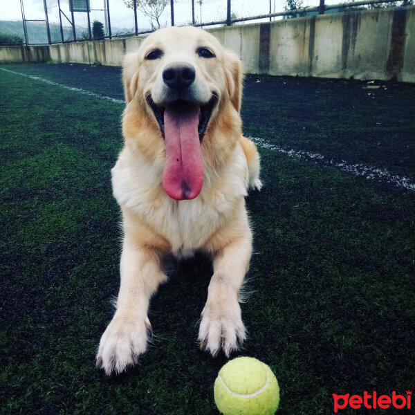 Golden Retriever, Köpek  Maya fotoğrafı