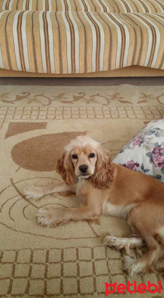 Amerikan Cocker Spaniel, Köpek  Lady fotoğrafı