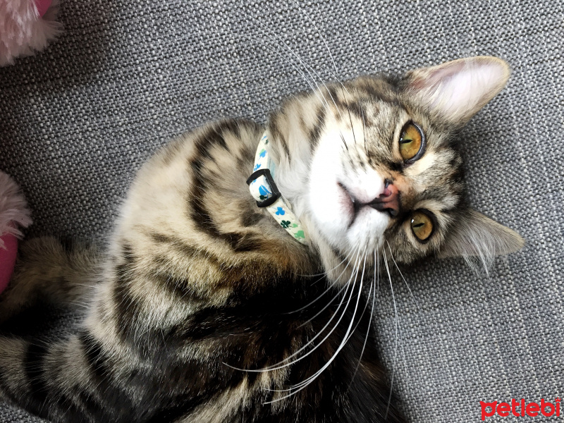 Tekir Kedi, Kedi  mia fotoğrafı
