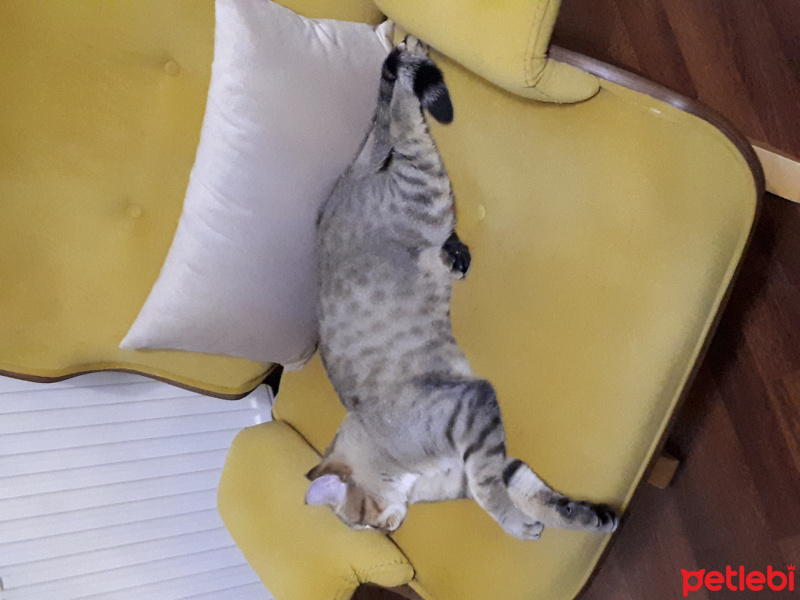 Tekir Kedi, Kedi  Oscar fotoğrafı