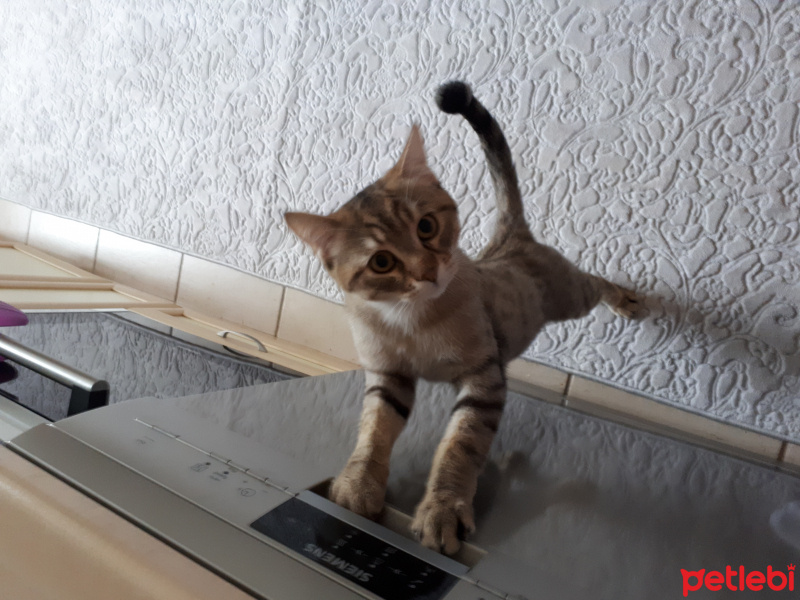 Tekir Kedi, Kedi  Oscar fotoğrafı