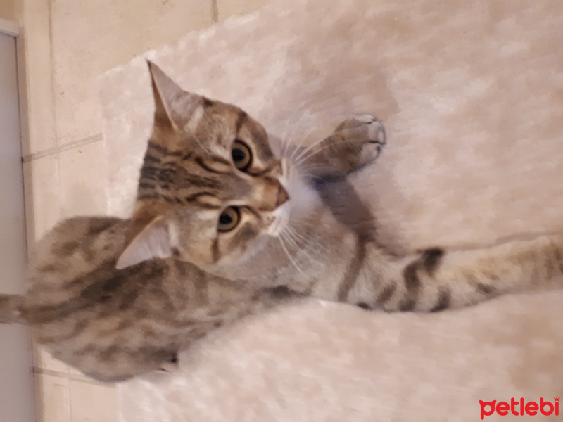 Tekir Kedi, Kedi  Oscar fotoğrafı