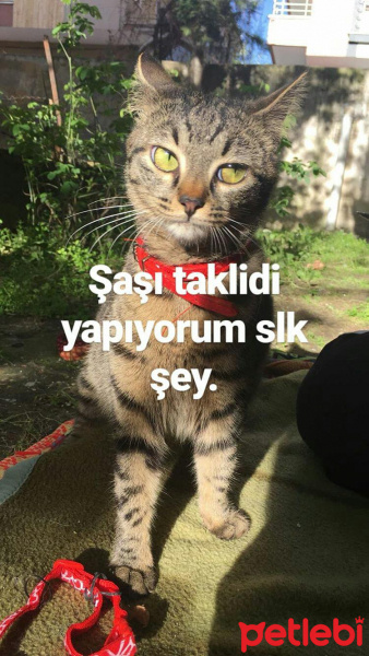 Tekir Kedi, Kedi  Mia fotoğrafı