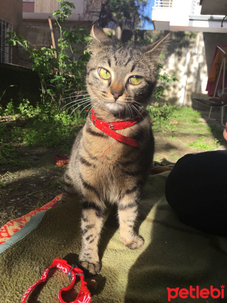 Tekir Kedi, Kedi  Mia fotoğrafı