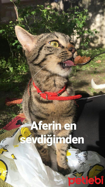 Tekir Kedi, Kedi  Mia fotoğrafı