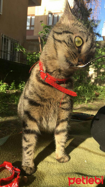 Tekir Kedi, Kedi  Mia fotoğrafı