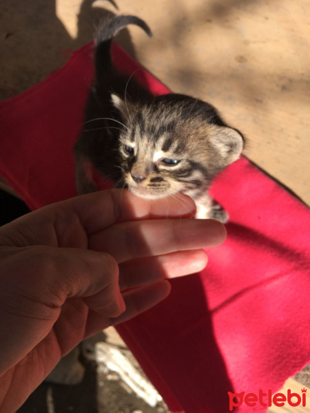Tekir Kedi, Kedi  Kral fotoğrafı