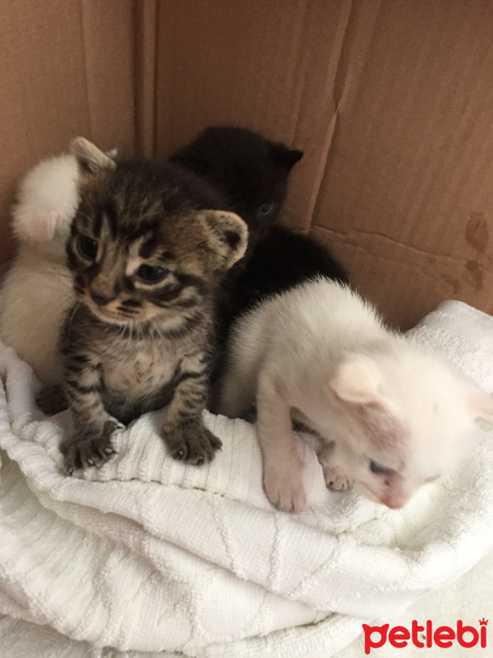 Tekir Kedi, Kedi  Kral fotoğrafı