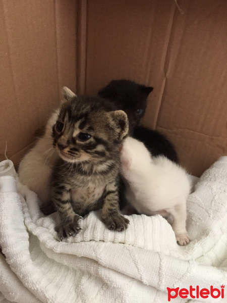 Tekir Kedi, Kedi  Kral fotoğrafı