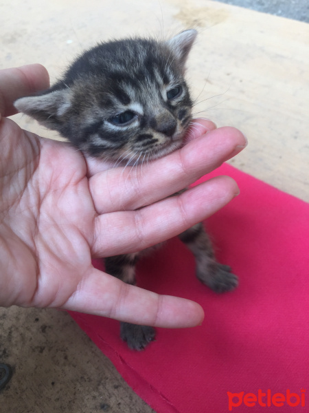 Tekir Kedi, Kedi  Kral fotoğrafı
