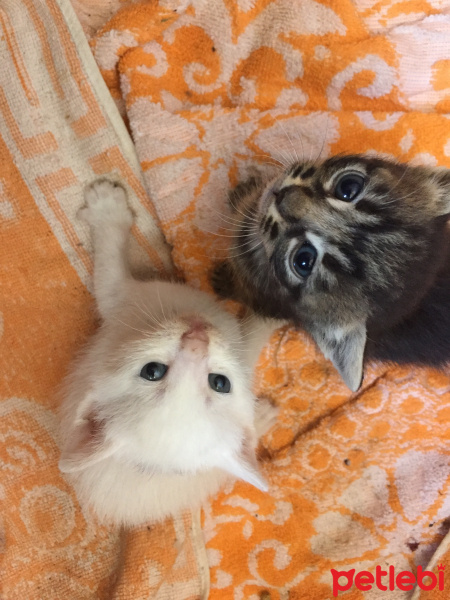 Tekir Kedi, Kedi  Kral fotoğrafı