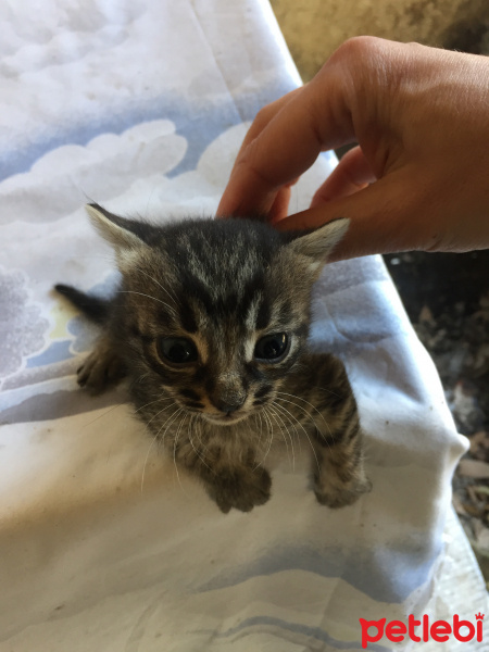 Tekir Kedi, Kedi  Kral fotoğrafı