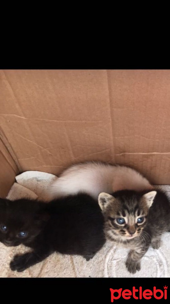 Tekir Kedi, Kedi  Kral fotoğrafı