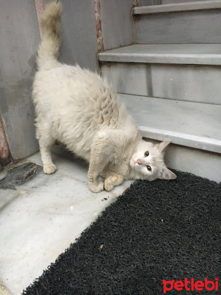 Tekir Kedi, Kedi  Kral fotoğrafı