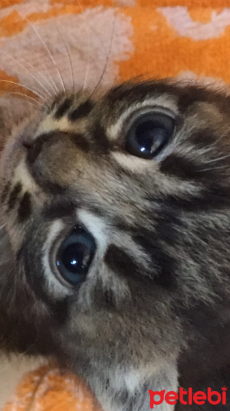 Tekir Kedi, Kedi  Kral fotoğrafı