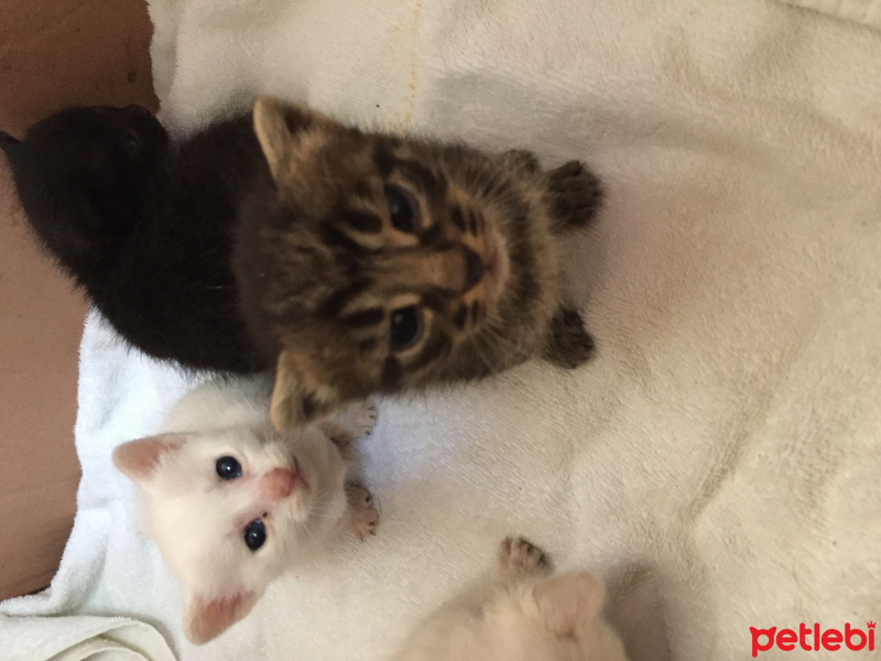 Tekir Kedi, Kedi  Kral fotoğrafı