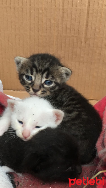 Tekir Kedi, Kedi  Kral fotoğrafı