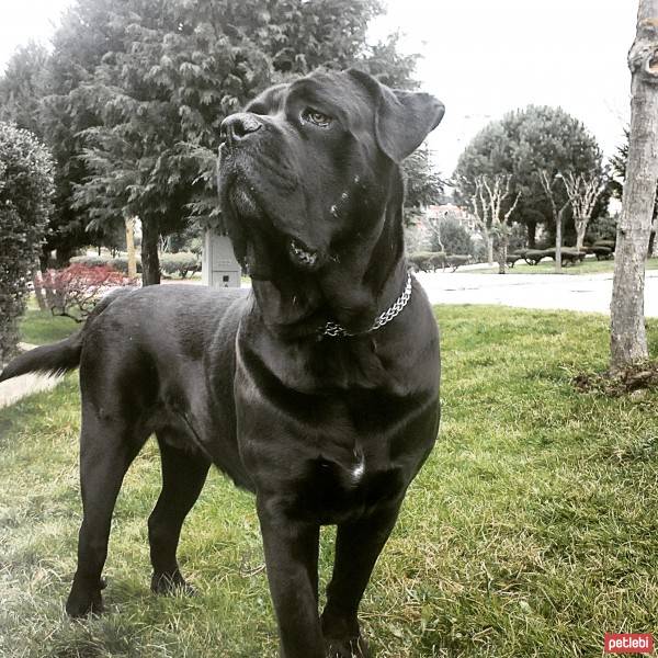 Cane Corso Italiano, Köpek  zeus fotoğrafı