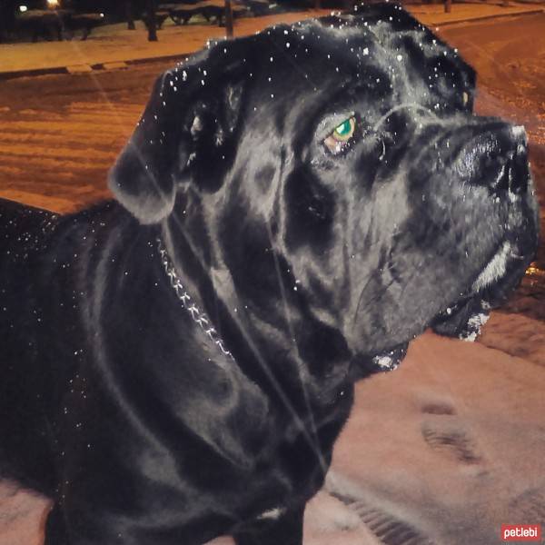 Cane Corso Italiano, Köpek  zeus fotoğrafı