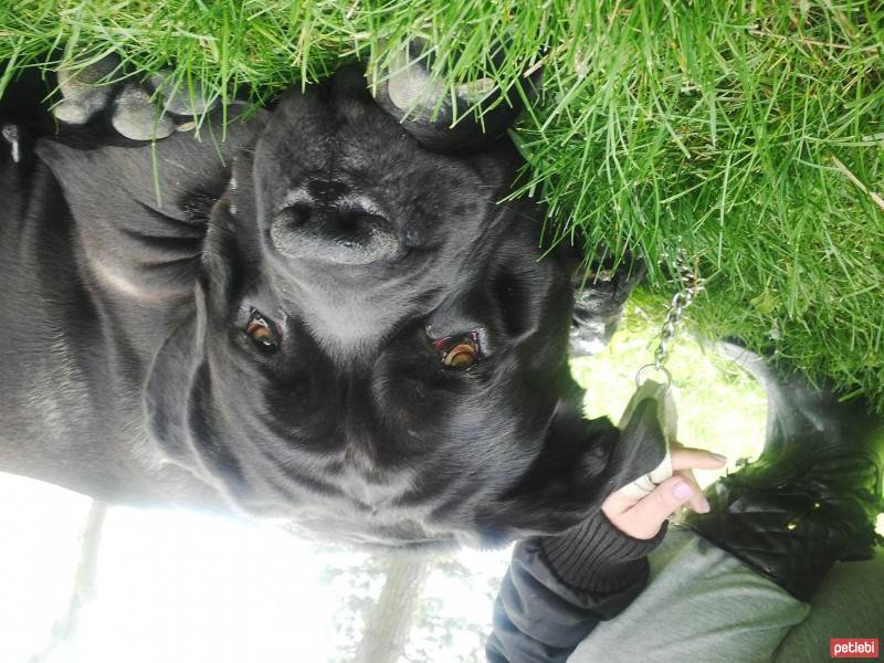 Cane Corso Italiano, Köpek  zeus fotoğrafı