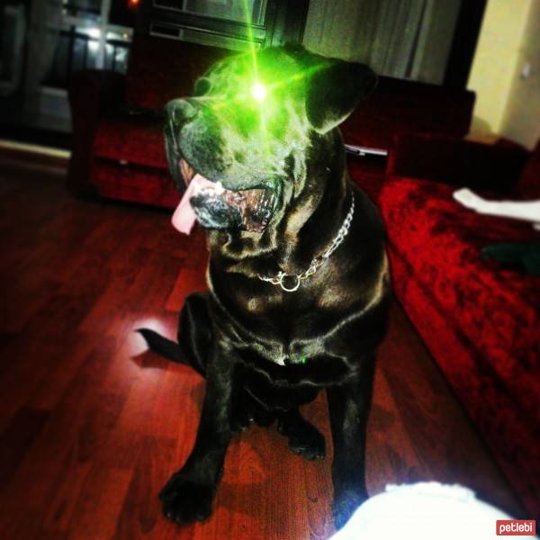 Cane Corso Italiano, Köpek  zeus fotoğrafı