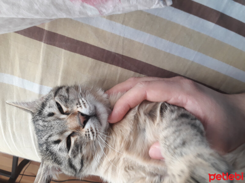 Tekir Kedi, Kedi  MIRMIR fotoğrafı