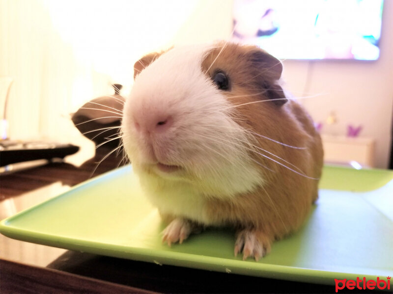 Guinea Pig, Kemirgen  Abdullah fotoğrafı