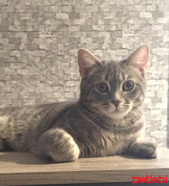 Tekir Kedi, Kedi  TOM fotoğrafı