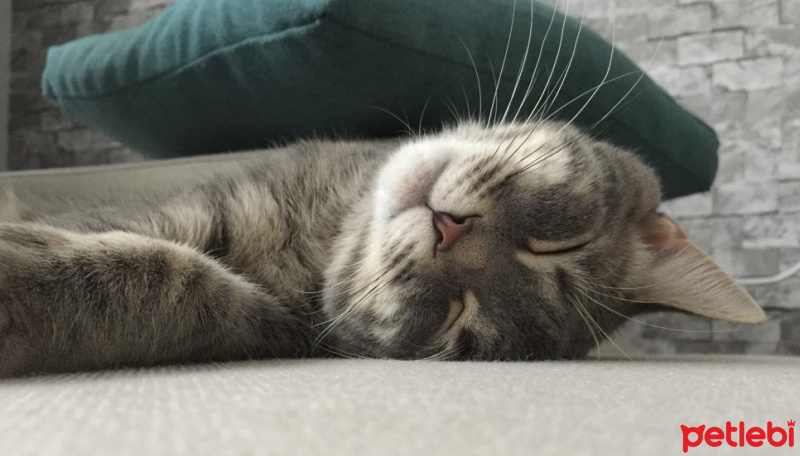 Tekir Kedi, Kedi  TOM fotoğrafı