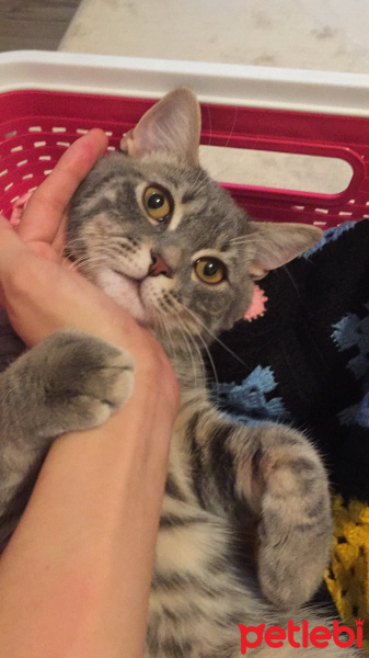 Tekir Kedi, Kedi  TOM fotoğrafı