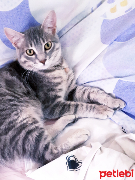 Tekir Kedi, Kedi  Gümüş fotoğrafı