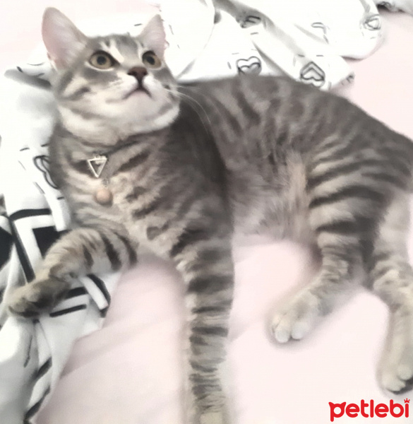 Tekir Kedi, Kedi  Gümüş fotoğrafı