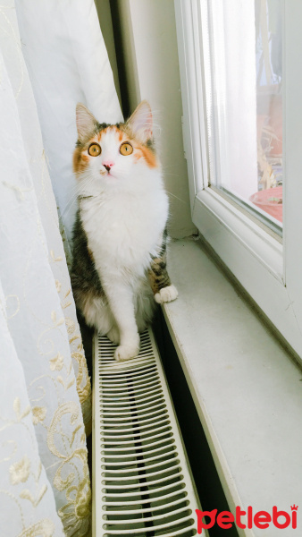 Norwegian Forest, Kedi  Badem fotoğrafı
