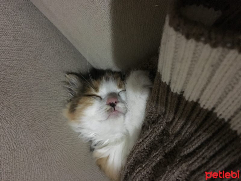 Norwegian Forest, Kedi  Badem fotoğrafı