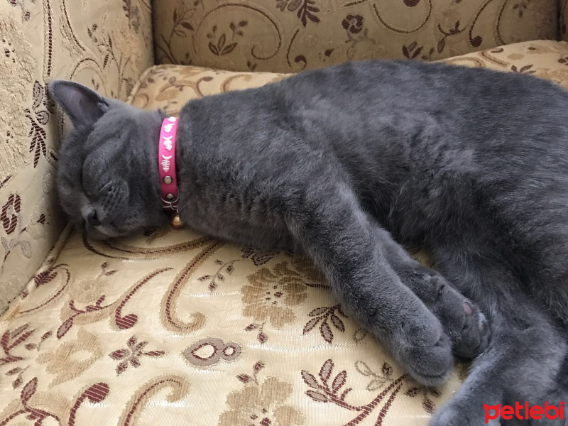 British Shorthair, Kedi  Sapsik fotoğrafı