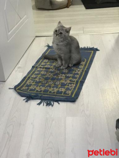 Tekir Kedi, Kedi  Maya fotoğrafı