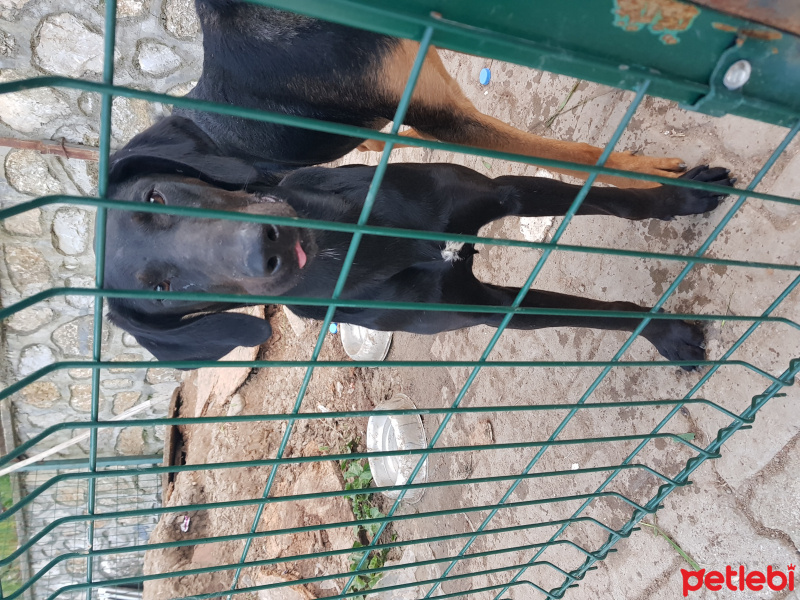 Doberman Pinscher, Köpek  Güzel fotoğrafı