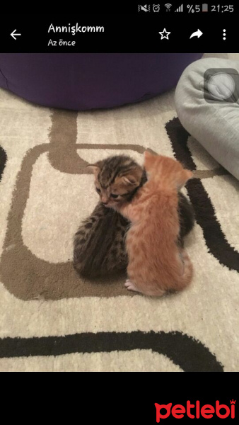 Tekir Kedi, Kedi  Vera fotoğrafı