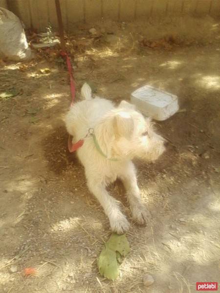 Jack Russell Terrier, Köpek  pamuk fotoğrafı