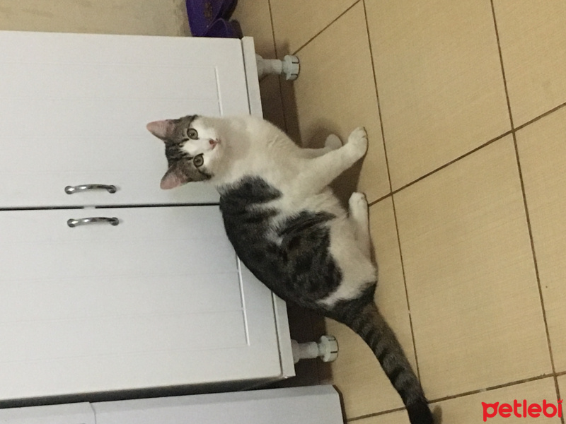 Bengal, Kedi  Ares fotoğrafı