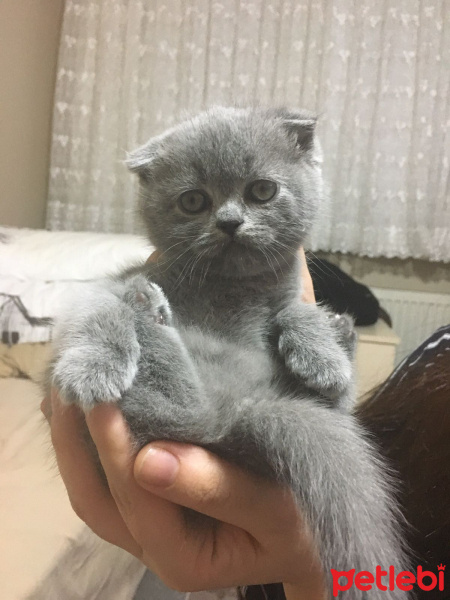 British Shorthair, Kedi  adsız fotoğrafı