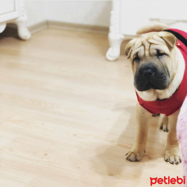 Çin Shar Pei, Köpek  Chivas fotoğrafı