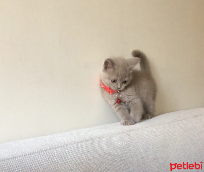 British Shorthair, Kedi  Oreo fotoğrafı