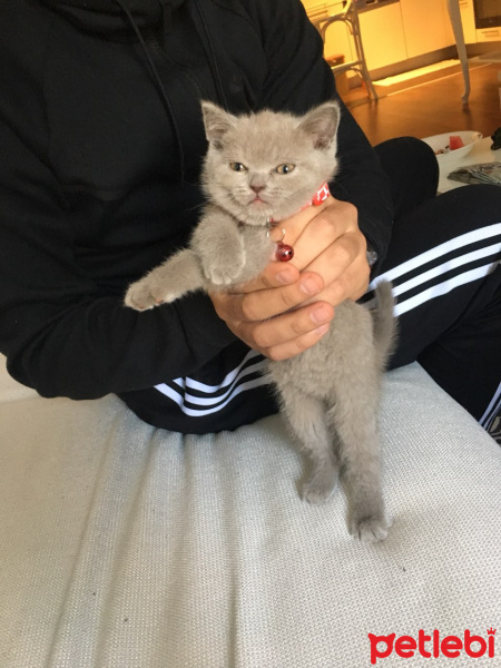 British Shorthair, Kedi  Oreo fotoğrafı