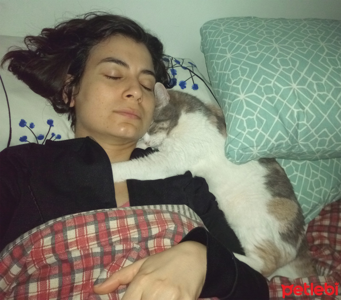 Tekir Kedi, Kedi  Mısır fotoğrafı