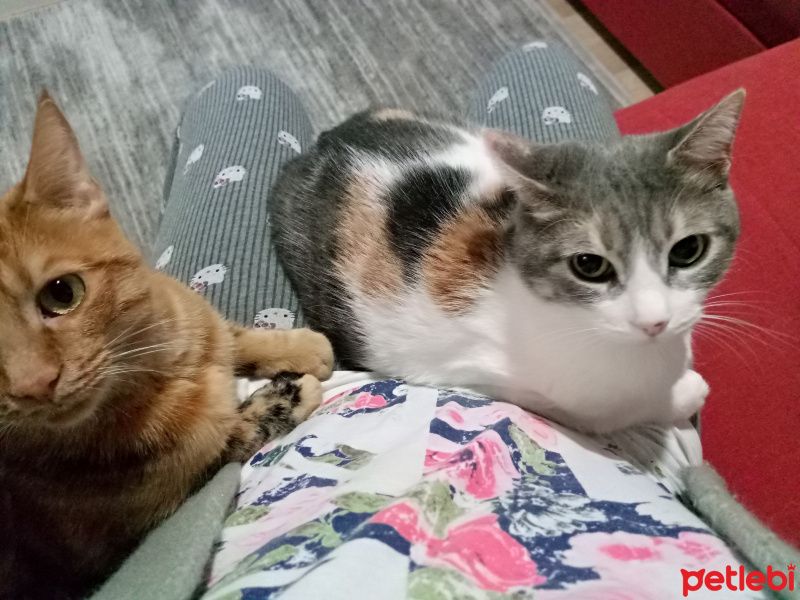 Tekir Kedi, Kedi  Mısır fotoğrafı