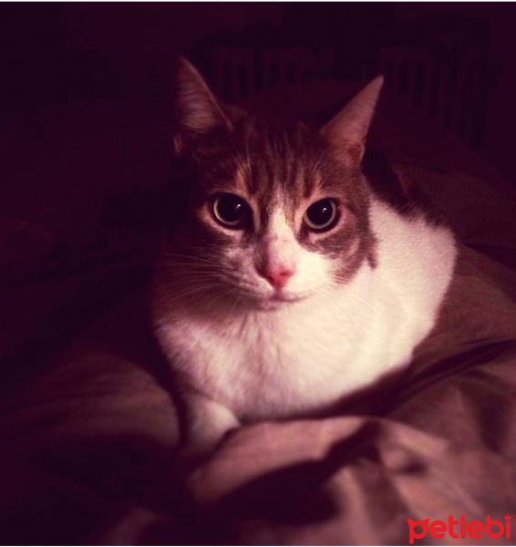 Tekir Kedi, Kedi  Mısır fotoğrafı