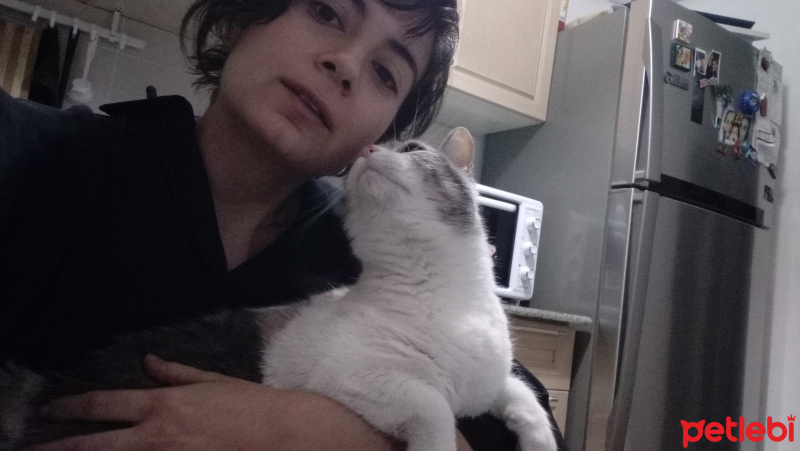Tekir Kedi, Kedi  Mısır fotoğrafı