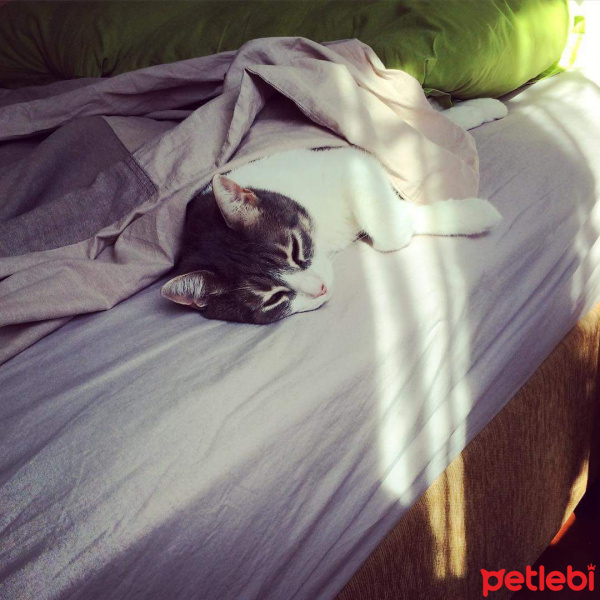Tekir Kedi, Kedi  Mısır fotoğrafı