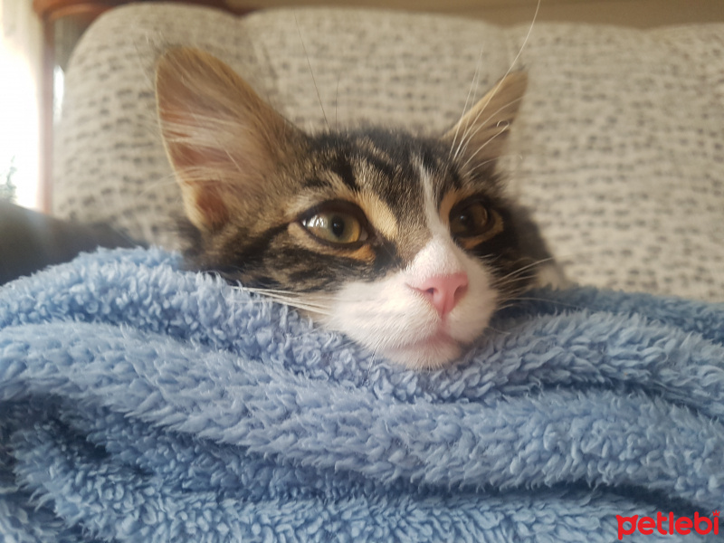 Soke, Kedi  Müntekim Gıcırbey fotoğrafı